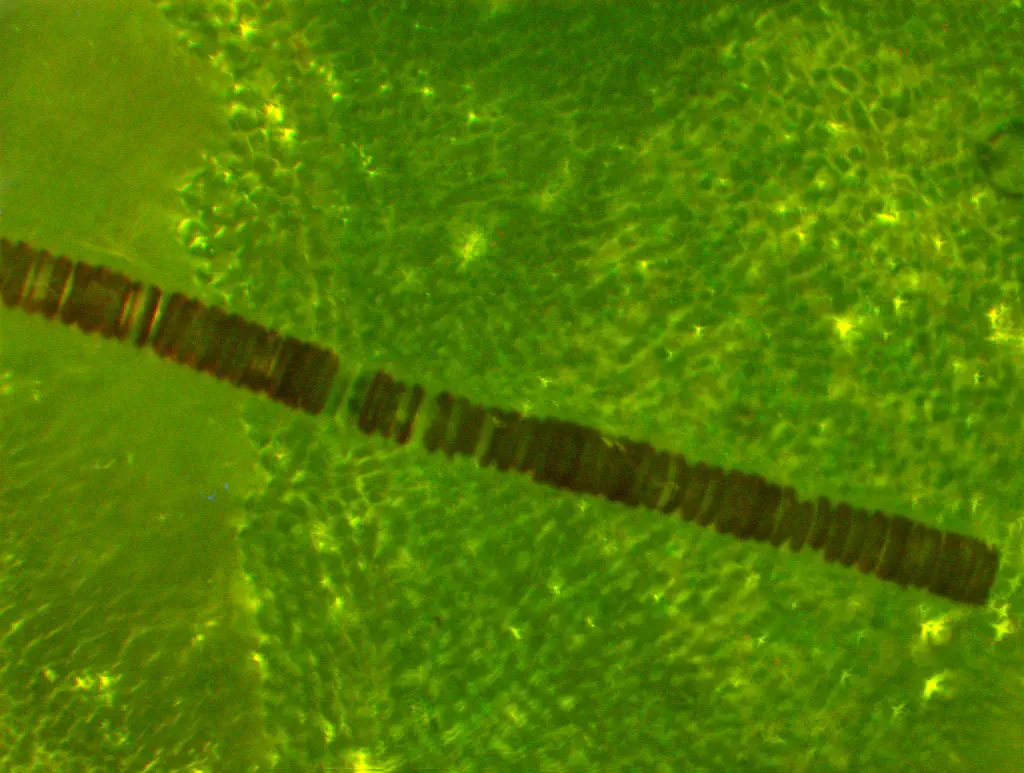 diatom-on-seaweed.jpg